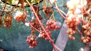 ГРАН-ПРИ 2019-  ЭКСПЕРИМЕНТ...