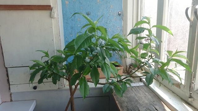 Персик на балконе отцвёл смотреть онлайн