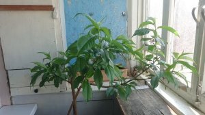 Персик на балконе отцвёл