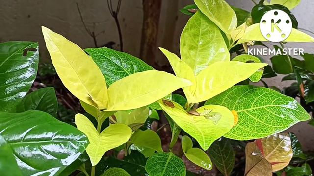 Stunning Foliage