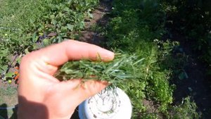 Бюджетное удобрение для газона своими руками