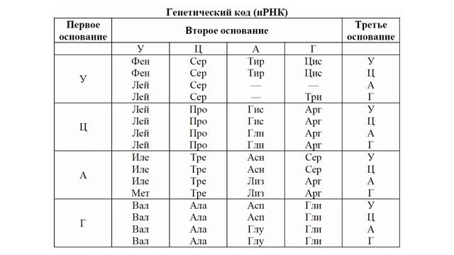 Ответы Mail.ru: В триплете мРНК 2 нуклеотида (УА). Что делать в данной ситуации
