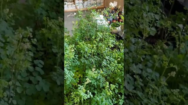 Василистник водосборолистный Thundercloud смотреть онлайн