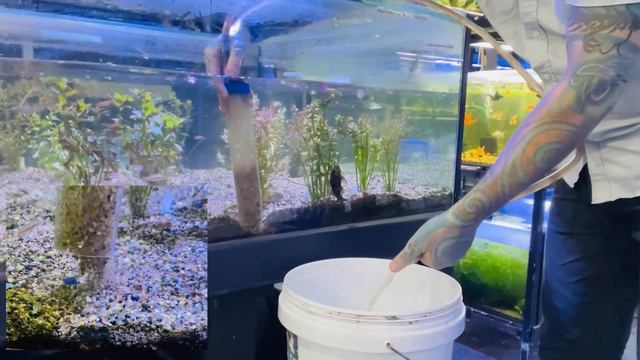 How to use an Aquarium Gravel vacuum смотреть онлайн