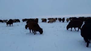 Эдильбаевские(Еділбай) овцы зимой на тебеневке