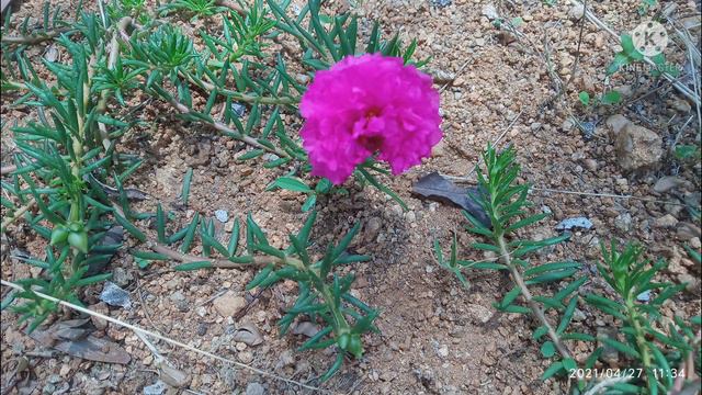 Portulaca grandiflora//moss 🌹//bud 🌹//table 🌹//🌹 moss//10 o clock plant смотреть онлайн