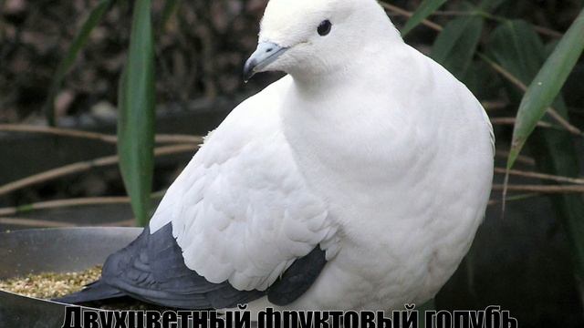 Популярные породы голубей