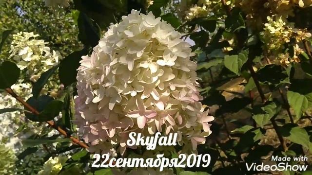 22сентября2019 Высокорослая Метельчатая Гортензия Skyfall ✌️? смотреть онлайн