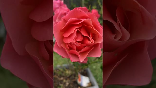 Rose Jodi Lee, scalloped petals, named as Jean Cocteau in France