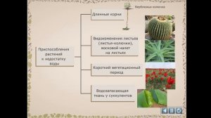 Приспособление растений к недостатку влаги