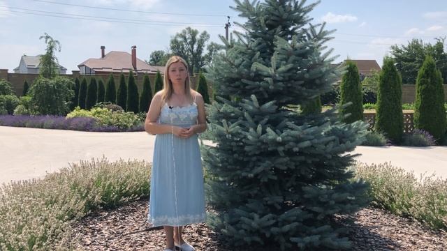 СТРИЖКА ХВОЙНЫХ | основные правила смотреть онлайн