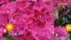 Флокс метельчатый Виндзор. Краткий обзор, описание характеристик phlox paniculata Windsor