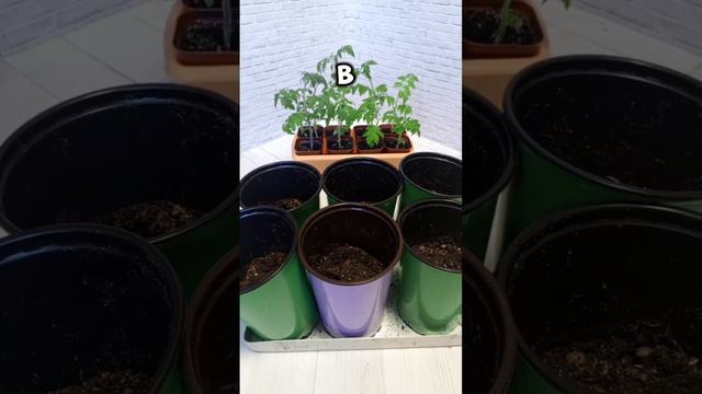 ВЫТЯНУЛАСЬ РАССАДА Почему Причины Как Исправить #хочуврекомендации смотреть онлайн