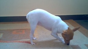 Тася - Американский той-фокстерьер