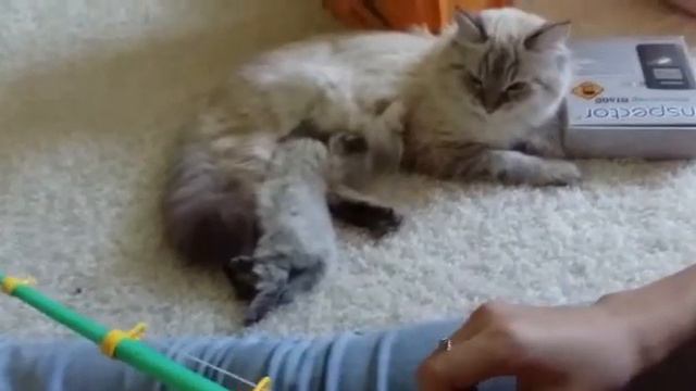 Реакция кошки на звук детской удочки🤣🤣🤣 смотреть онлайн