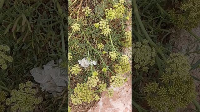 Удивительный морской критмум. Критмум морской или морской фенхель смотреть онлайн