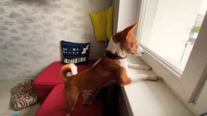 Басенджи любит смотреть в окно.