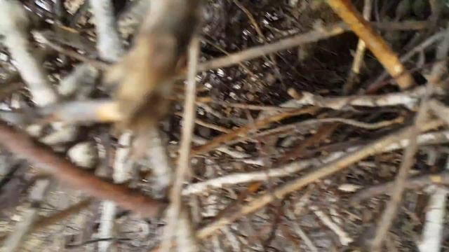 Гнездо сороки ..что в нем!!!))) смотреть онлайн