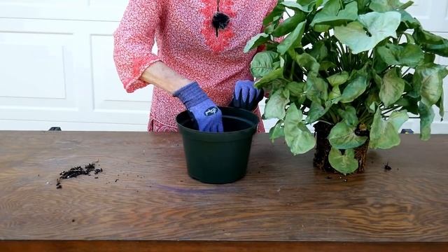 HOUSEPLANT REPOTTING 101: ARROWHEAD PLANT (SYNGONIUM PODOPHYLLUM, NEPHTHYTIS)/ JoyUsGarden смотреть онлайн