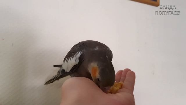 Кормлю птиц кукурузой ??