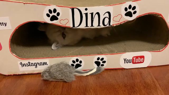 Кошка Дина Персидская шиншилла и мышонок 😻 смотреть онлайн