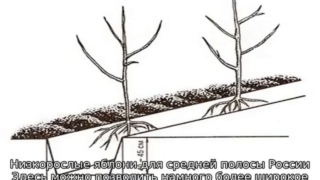 Карликовые яблони
