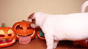 Как сделать страшную руку на Хэллоуин ? Страшные тыквы на HALLOWEEN  ? Влог - 11 серия