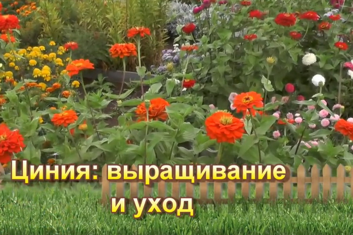 Цинния - выращивание и уход