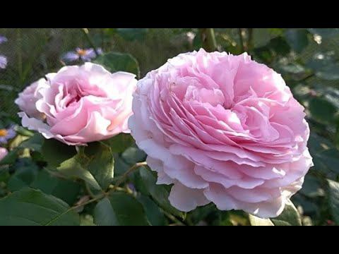 Английская Роза Джеймс Галвей (rose James Galwey) выращивание на своих корнях, делюсь опытом смотреть онлайн