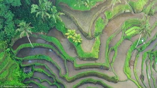 Tegalalang, Bali - Рисовые террасы (4k Ultra HD).