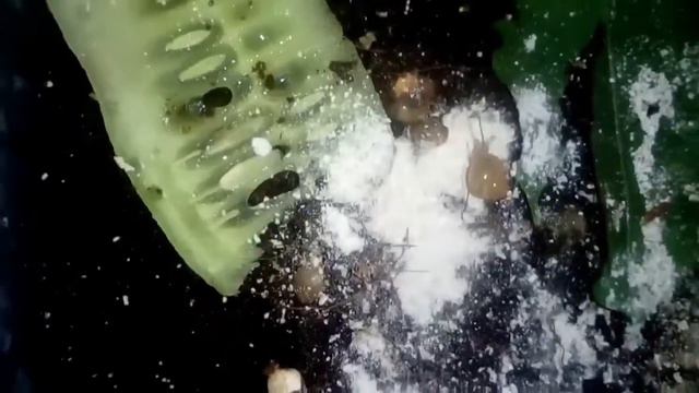 Улитята.Что я буду с ними делать? И какой вид моих улиток? смотреть онлайн