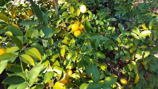 Как правильно срезать лимоны ( how to cut lemons)Калифорния. смотреть онлайн
