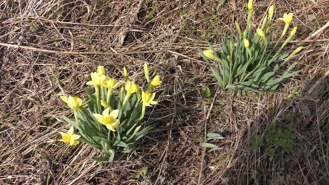 Семь монет и каких... Сколько раз проходил около этого места, кто бы мог подумать... #Коп 42. смотреть онлайн