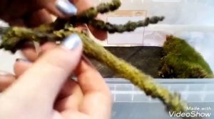 Обустраиваю контейнер для улиток лимиколярий