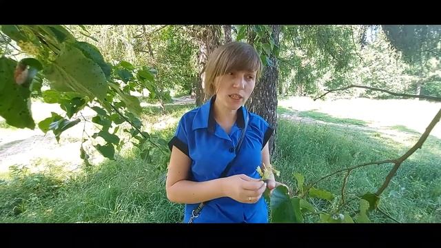 Фитотерапия: простые рецепты в лечении детских простудных заболеваний смотреть онлайн