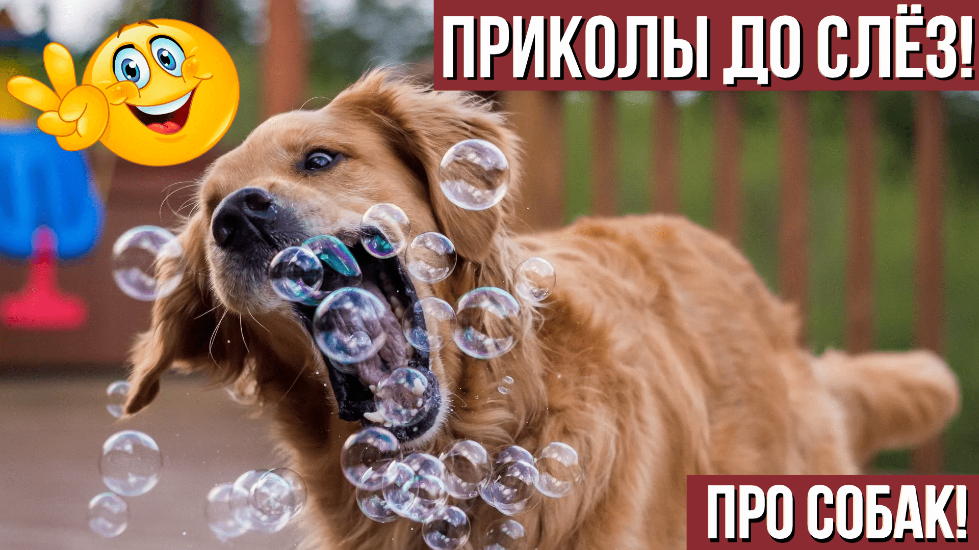 Смешные собаки видео до слез бесплатно
