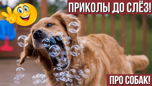 Свежая подборка приколов про собак! Милые и смешные до слёз!