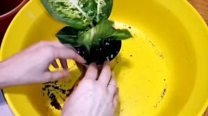 Диффенбахия укоренение черенков. (часть 1)