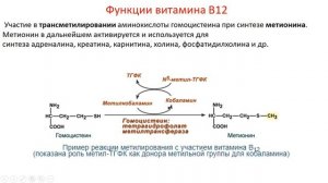 Биохимия. Лекция 13. Водорастворимые витамины. Витамин B12.