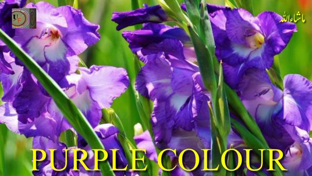 Colourful Gladiolus Flower 🌺🌹| Beautiful Flower 🌹🌸 | Different Colours Of It's | смотреть онлайн