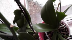 Зацвел Big Bang. Азиатские орхидеи.P. I Hsin The Big Bang . Dtps  Black Lightning Flash
