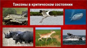 Исчезнувших не вернуть, но можно сохранить оставшихся...