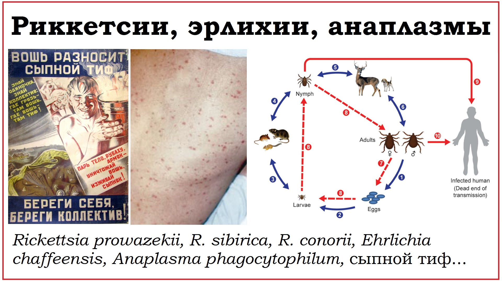 37. Клинически значимые бактерии родов Rickettsia, Ehrlichia и Anaplasma