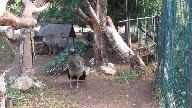 №3845 02 08 2023 Павлины смотреть онлайн