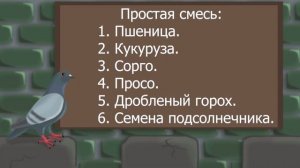 №2. Как ухаживать за голубем. Основные моменты содержания голубей.