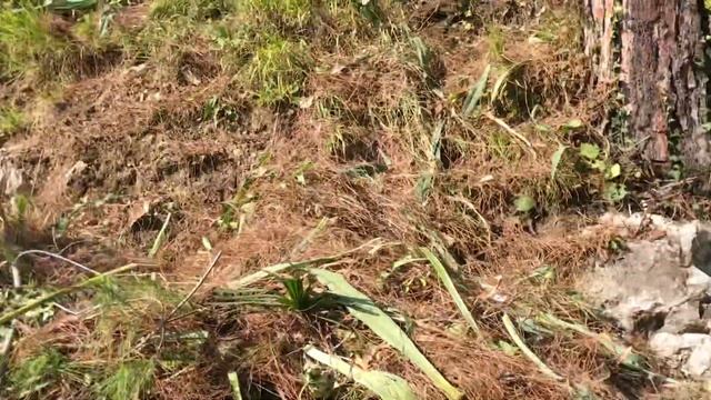 Абхазия. На территории дачи вождя смотреть онлайн