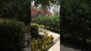 Отель Petunya Beach Resort