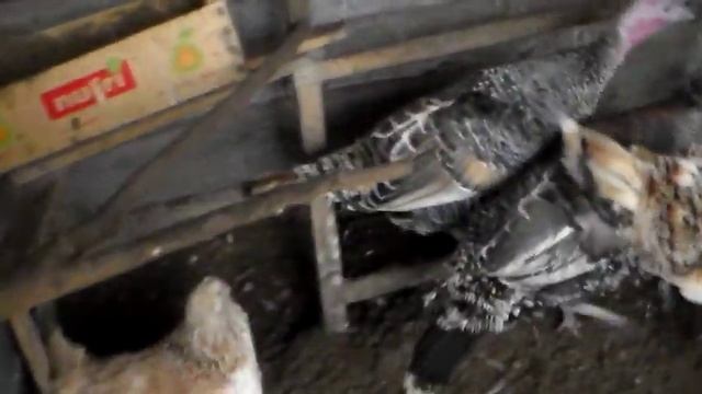 Убираем петушков и немного новостей смотреть онлайн