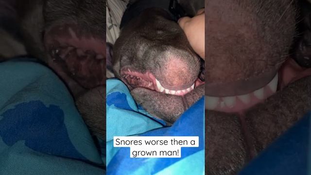 Snoozing pitty sounds like adult man