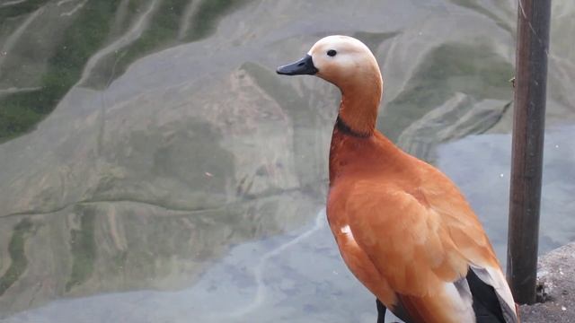 Женевская мандаринка смотреть онлайн